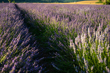 Lavender field with summer blue sky close-up, sunset, rays, Ukraine, retro toned, web banner format