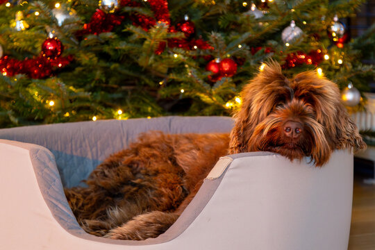 A golden brown labradoodle dog in front of a Christmas tree with decorations