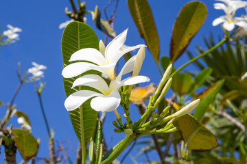 Beautiful white frangipani flowers with foliage on a tree against a blue sky
