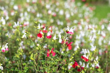 Obraz na płótnie Canvas Red and white salvia flowers in bloom