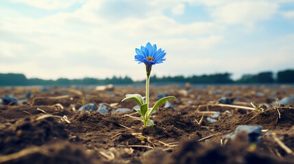  A single blue flower sitting in the middle of a field