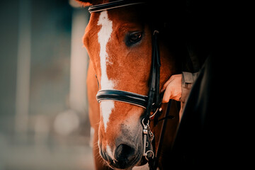 Portrait of a sorrel horse, which a horse breeder puts a leather bridle on its muzzle. Equestrian sports and sports equipment. Horse riding. - obrazy, fototapety, plakaty