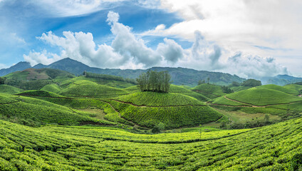 Green fields of tea plantations on the hills landscape, Munnar, Kerala, south India