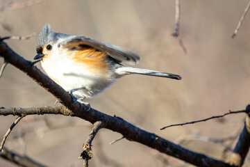 Tufted titmouse perching on a tree branch