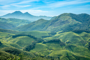 Green fields of tea plantations on the hills landscape, Eravikulam national park, Munnar, Kerala,...