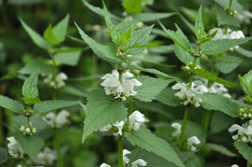 Bloom in nature the nettles are deaf (Lamium album)