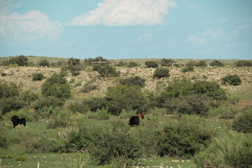 New Mexico cattle ranch with cows grazing in wide open country for beef in agriculture background.