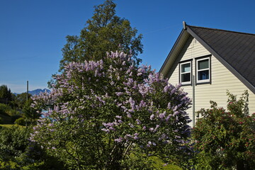 Lilac bush in a garden in Tromsdalen in Troms og Finnmark county, Norway, Europe
