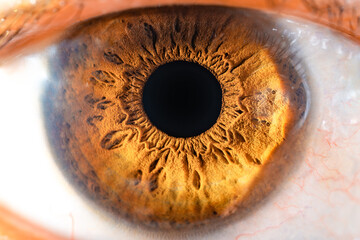 Female Brown Colored Eye With Long Lashes Close Up. Structural Anatomy. Human Iris Macro Detail.