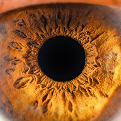 Female Brown Colored Eye With Long Lashes Close Up. Structural Anatomy. Human Iris Macro Detail.
