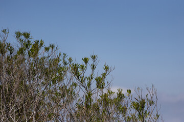 Green leaves on blue sky.