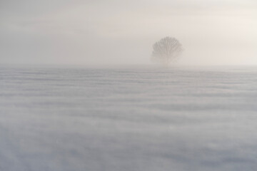 朝霧の雪原