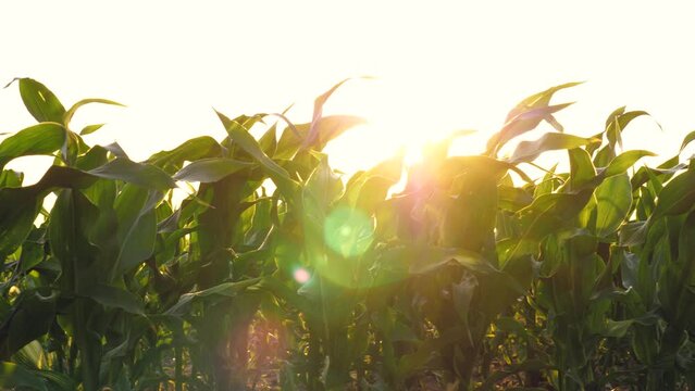 Gentle evening breeze sways corn leaves infield beneath sunlight. Sunset beams illuminate corn foliage in field as evening approaches. Last light of day bathes corn leaves in field with golden hues