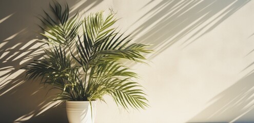 a plant on a white wall