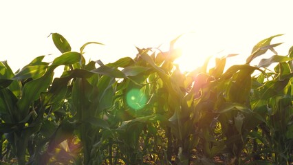 Gentle evening breeze sways corn leaves infield beneath sunlight. Sunset beams illuminate corn...