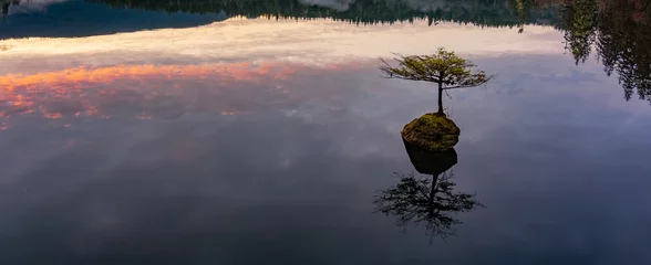 Fotobehang Bonsai Bonsai Tree in Fairy Lake. Canadian Nature Landscape Background. Sunrise.  © edb3_16