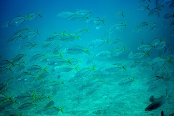 Swarm of white trevally fishes, Pseudocaranx dentex - obrazy, fototapety, plakaty