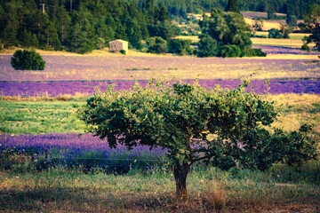 Provence landscape with lavender fields, France