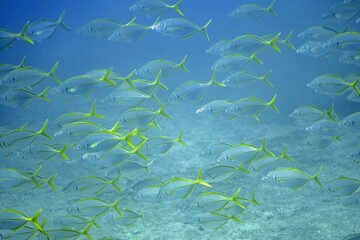 Swarm of white trevally fishes, Pseudocaranx dentex