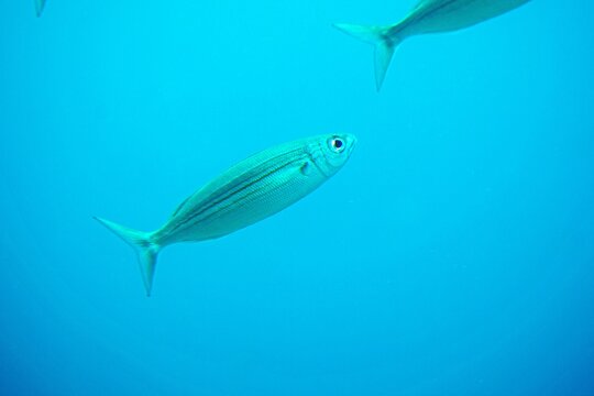 Bogue, seabream, Boops boops
