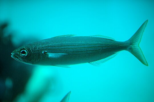 Bogue, seabream, Boops boops