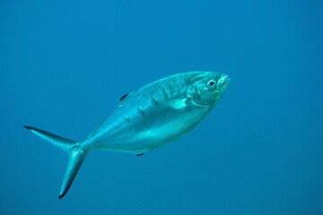 Fototapeta premium Pompano, Trachinotus ovatus, in the Atlantic Ocean