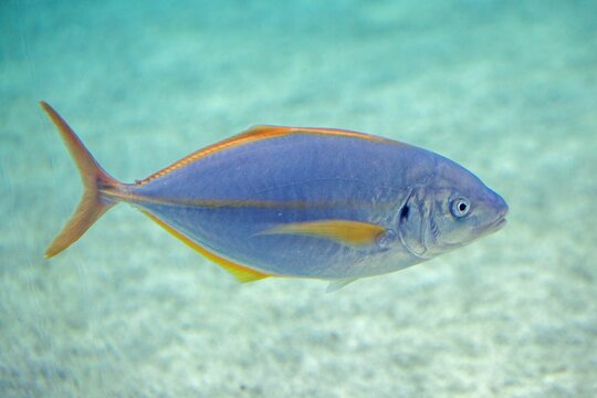 White trevally, Pseudocaranx dentex