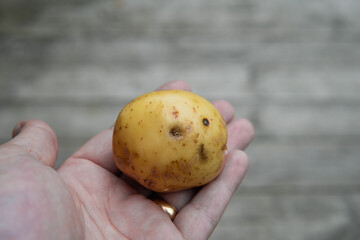 Male holding a raw unpeeled potato in his hand. Harvest and home growing concept.
