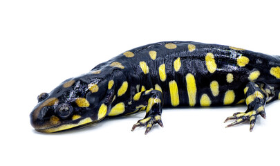 Obraz premium Wild male Eastern tiger salamander - Ambystoma tigrinum tigrinum - black and bright lemon yellow spots blotches with head up. North central Florida version. Isolated on white background side face