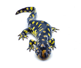 Wild male Eastern tiger salamander - Ambystoma tigrinum tigrinum - black and bright lemon yellow...