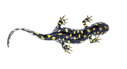 Wild male Eastern tiger salamander - Ambystoma tigrinum tigrinum - black and bright lemon yellow...