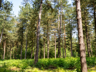 Fototapeta premium Pine trees and bracken in Allerthorpe Woods, East Yorkshire, England