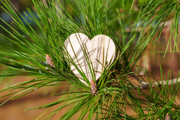 Wooden heart on a coniferous pine branch with green evergreen needles
