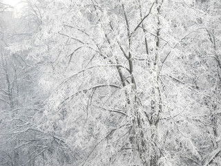 snow covered tree, frost covered the tree branches