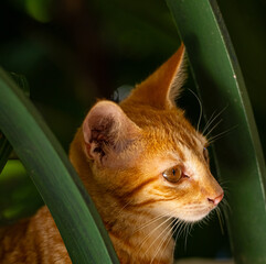 Gold and Yellow Stray Ginger Kitten Behind Iron Stair Guard
