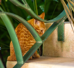 Gold and Yellow Stray Ginger Kitten Behind Iron Stair Guard