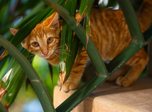 Gold and Yellow Stray Ginger Kitten Behind Iron Stair Guard