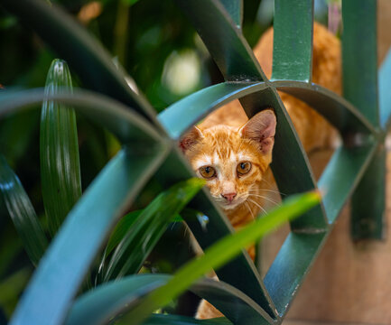 Gold and Yellow Stray Ginger Kitten Behind Iron Stair Guard