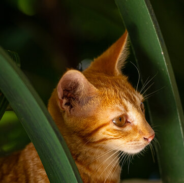 Gold and Yellow Stray Ginger Kitten Behind Iron Stair Guard