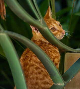 Gold and Yellow Stray Ginger Kitten Behind Iron Stair Guard
