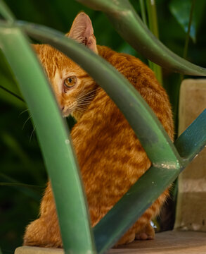 Gold and Yellow Stray Ginger Kitten Behind Iron Stair Guard