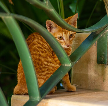 Gold and Yellow Stray Ginger Kitten Behind Iron Stair Guard