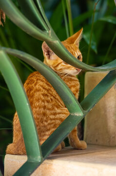 Gold and Yellow Stray Ginger Kitten Behind Iron Stair Guard