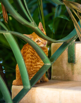 Gold and Yellow Stray Ginger Kitten Behind Iron Stair Guard