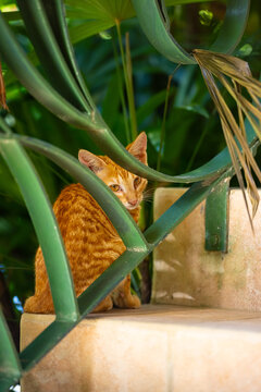 Gold and Yellow Stray Ginger Kitten Behind Iron Stair Guard