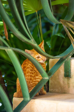 Gold and Yellow Stray Ginger Kitten Behind Iron Stair Guard