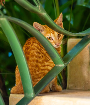 Gold and Yellow Stray Ginger Kitten Behind Iron Stair Guard