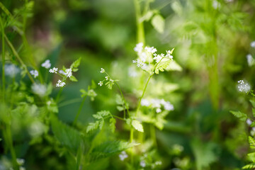 Chervil, Anthriscus cerefolium , sometimes called French parsley or garden chervil Small white flowers on a green background. Soft focus - obrazy, fototapety, plakaty