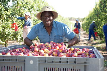 Portrait of a positive african american male farmer squatting in a fruit nursery near a crate of ripe recently harvested ..plums