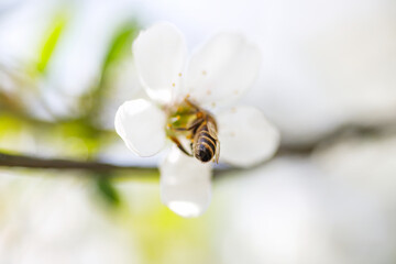 Obraz na płótnie Canvas Honey bee pollinating a flower of a cherry tree in spring